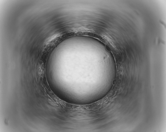 X0000093381063200710251211