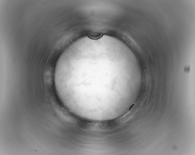 X0000093380074200711011258