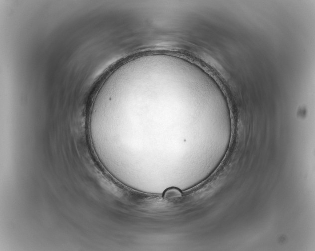 X0000093381450200711011240