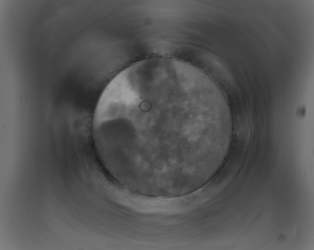 X0000093390036200710111524