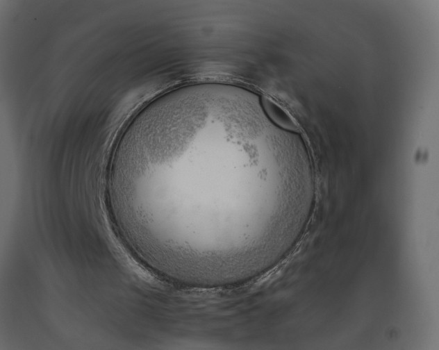 X0000093390049200710111523