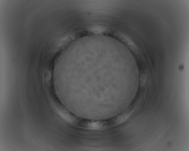 X0000093390365200710111519