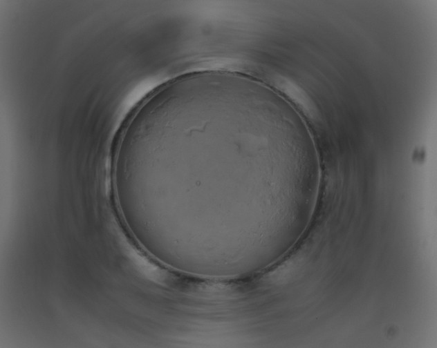 X0000093391079200710111510