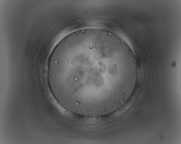 X0000093391099200710111510