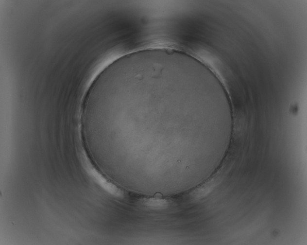 X0000093391235200710111509