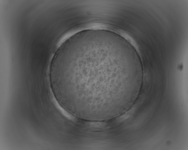 X0000093391429200710111506