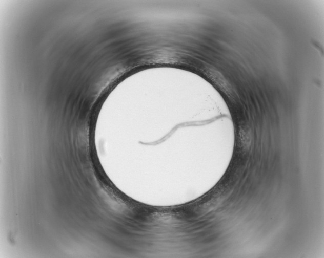 X0000093390534200710251243