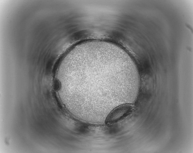 X0000093390679200710251241