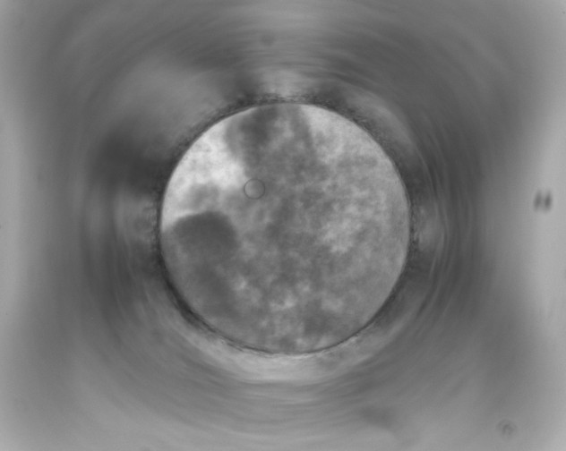 X0000093390036200711011320