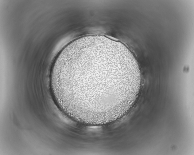 X0000093390053200711011319