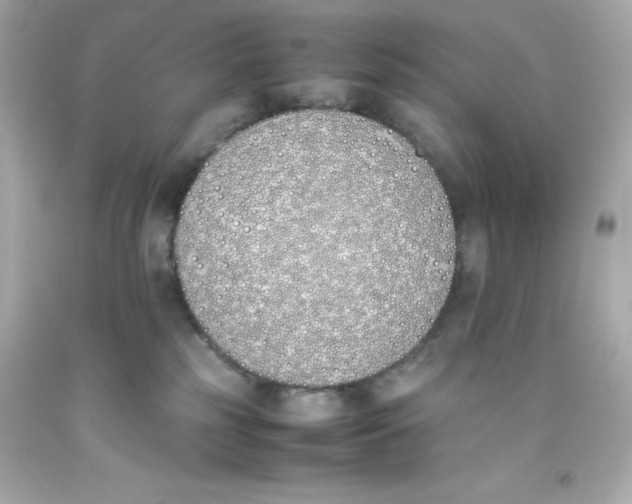 X0000093390185200711011319