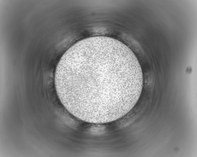 X0000093390369200711011316