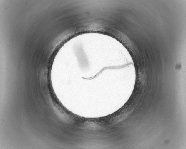 X0000093390534200711011313