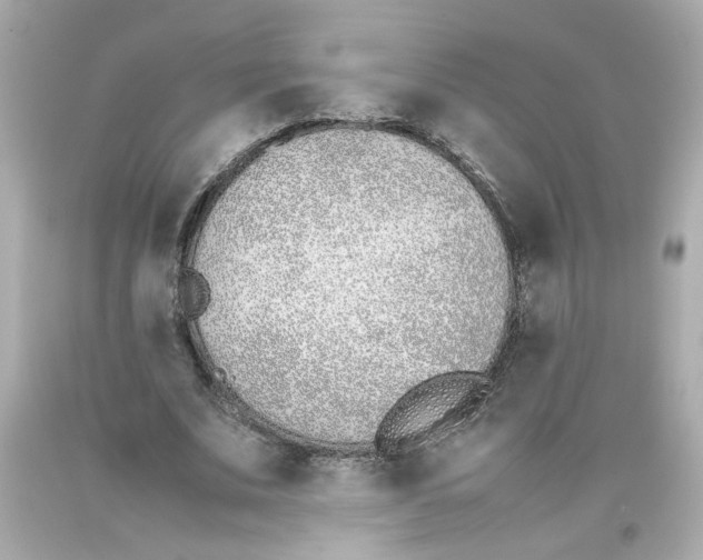 X0000093390679200711011311