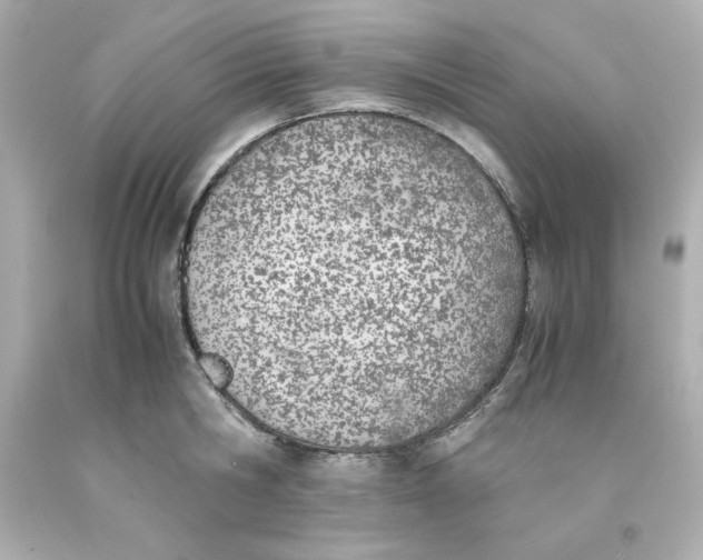 X0000093390806200711011310