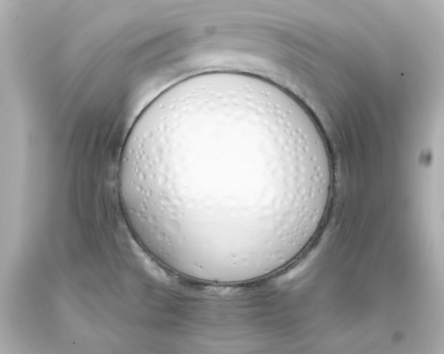 X0000093391529200711011300