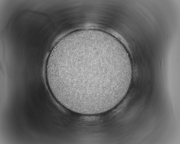 X0000093391429200711081556