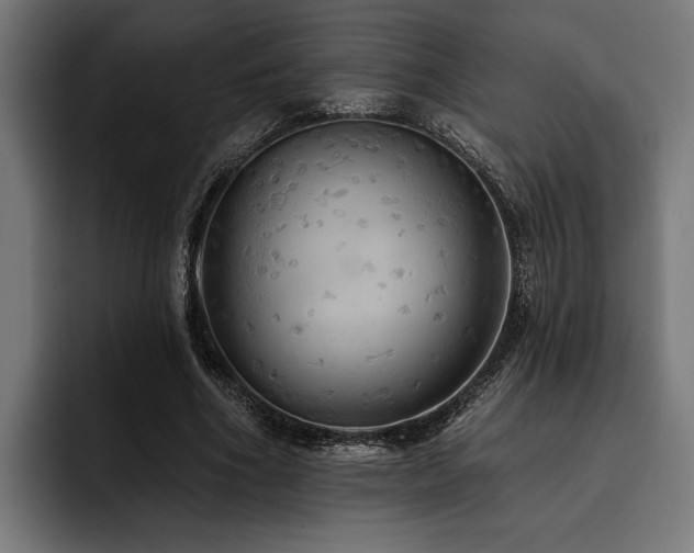 X0000093400586200710121100