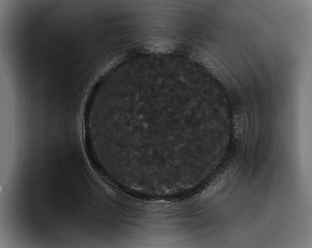 X0000093400634200710121059