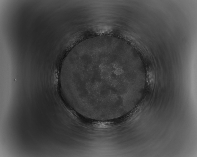 X0000093400664200710121100