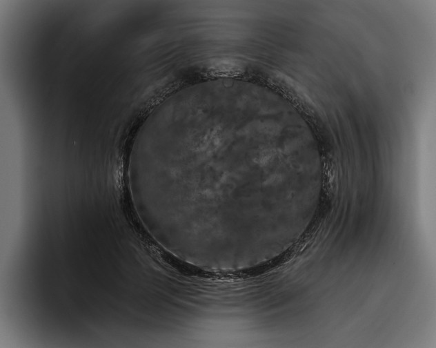 X0000093400745200710121058