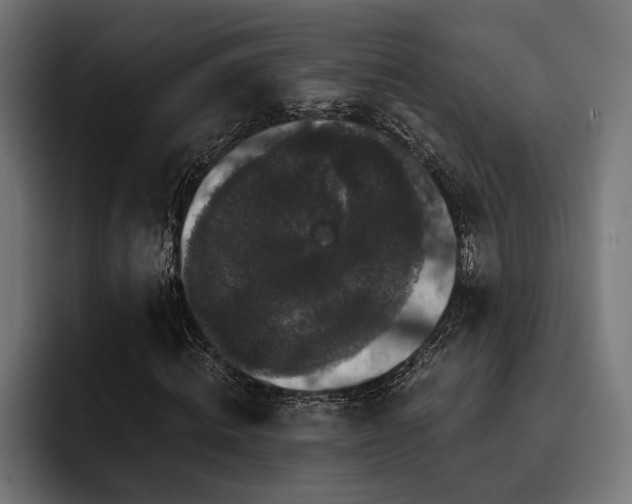X0000093400820200710121057