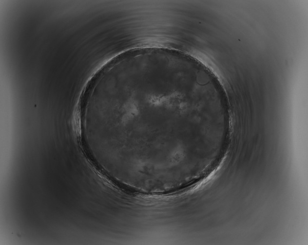 X0000093400925200710121056