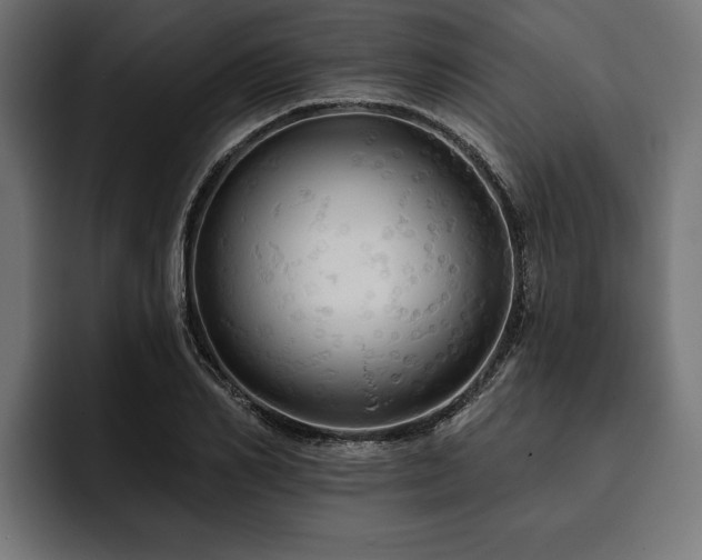 X0000093400982200710121056