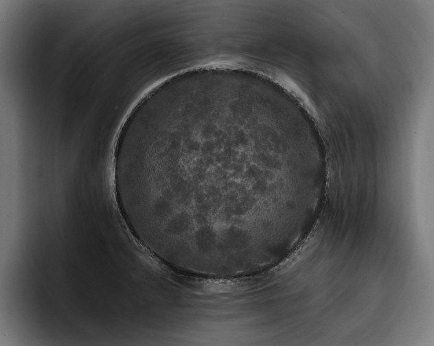 X0000093401232200710121052