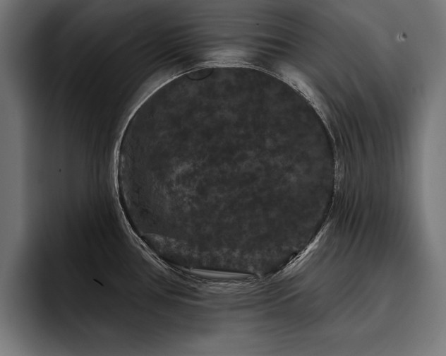 X0000093401386200710121050