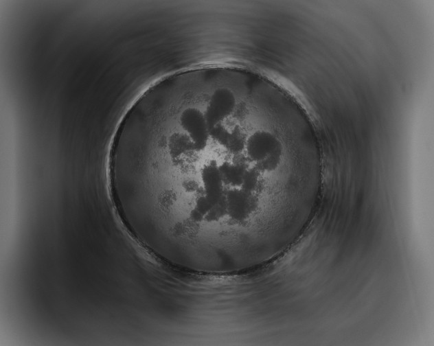 X0000093401423200710121050