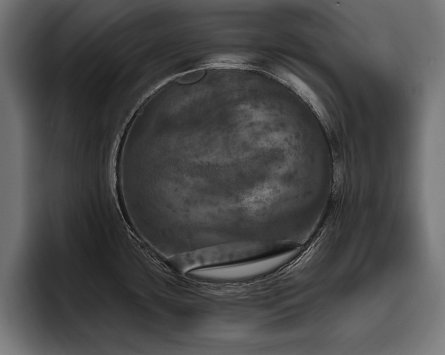 X0000093401435200710121050