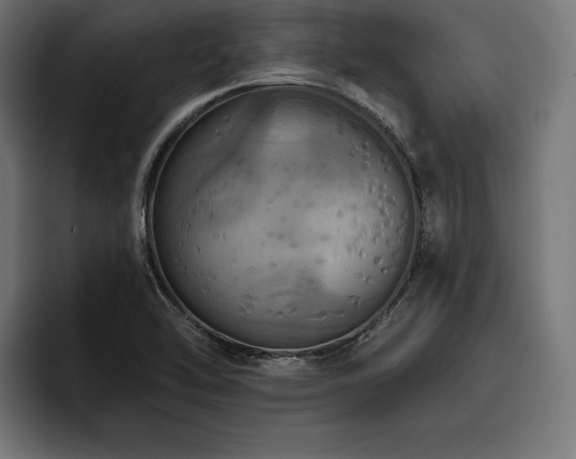 X0000093401462200710121050