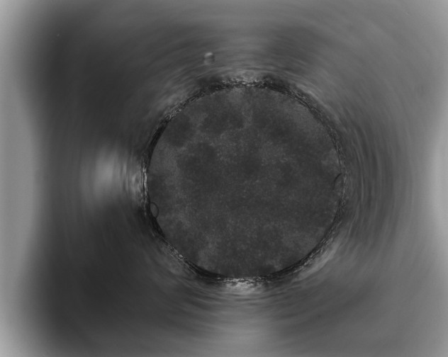 X0000093400624200710190925