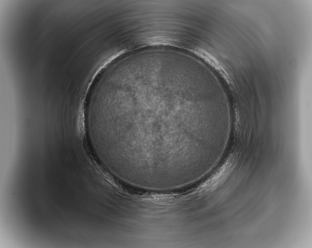 X0000093400782200710190923