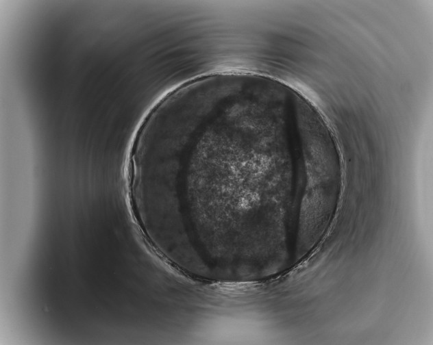X0000093400864200710190923