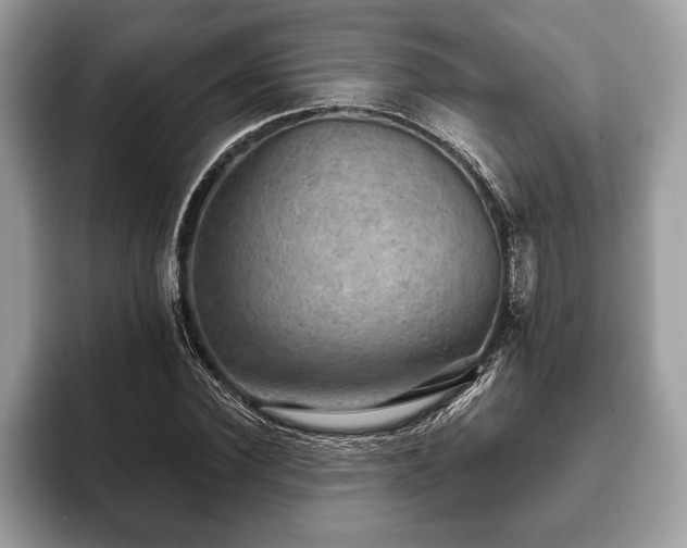 X0000093400924200710190921
