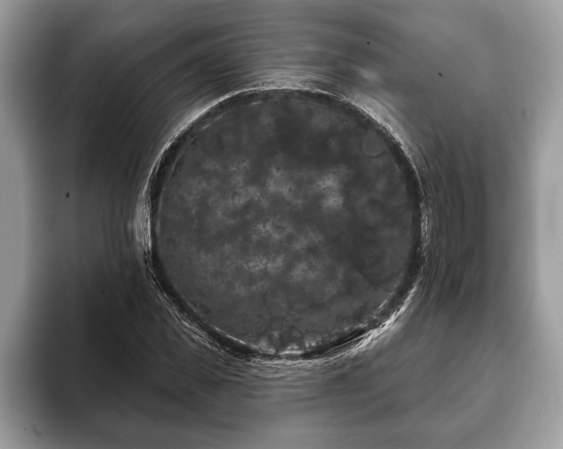 X0000093400925200710190921