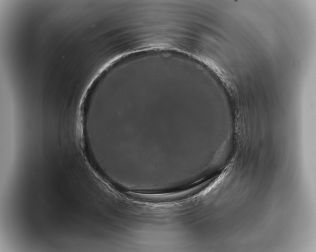 X0000093401118200710190918