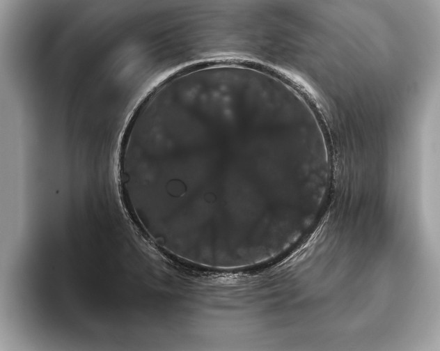 X0000093401279200710190917