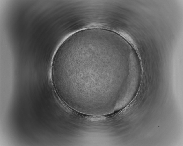X0000093401296200710190916