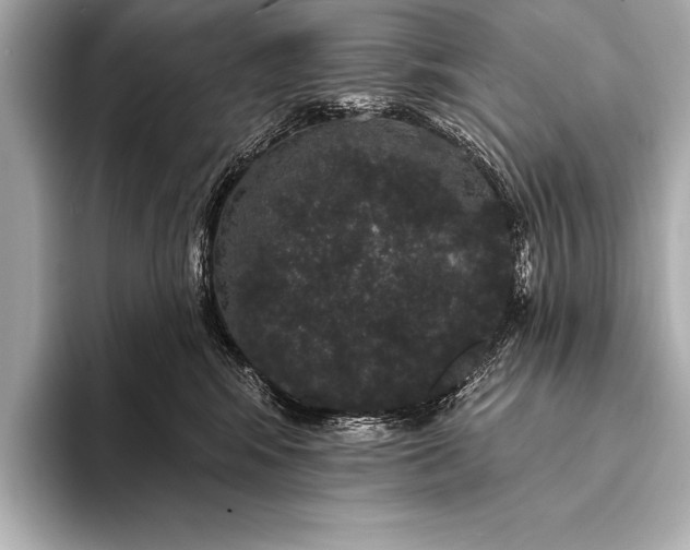 X0000093400424200710260921