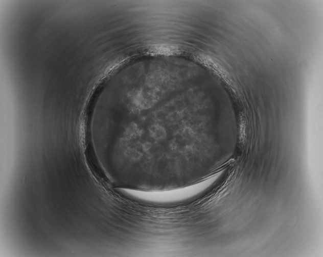 X0000093400444200710260920