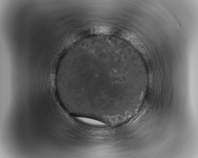 X0000093400449200710260920