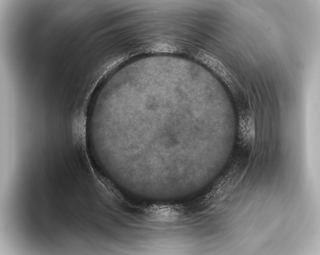 X0000093400534200710260919