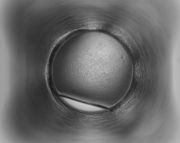 X0000093400536200710260919