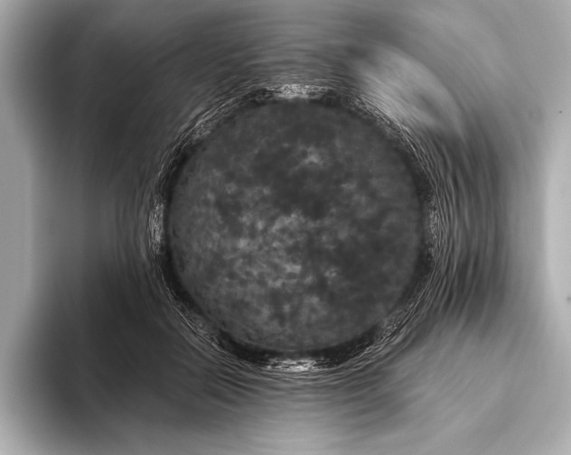 X0000093400554200710260919