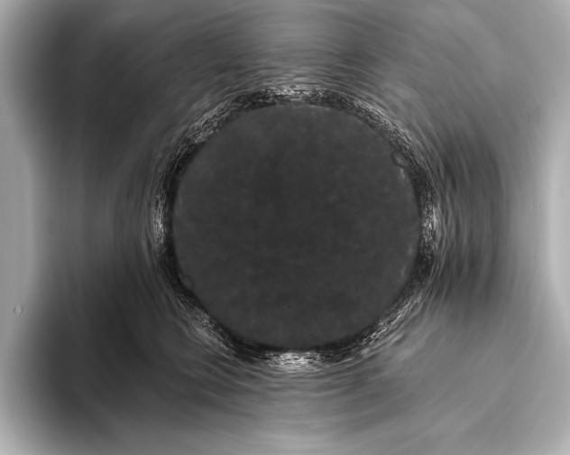 X0000093400566200710260919