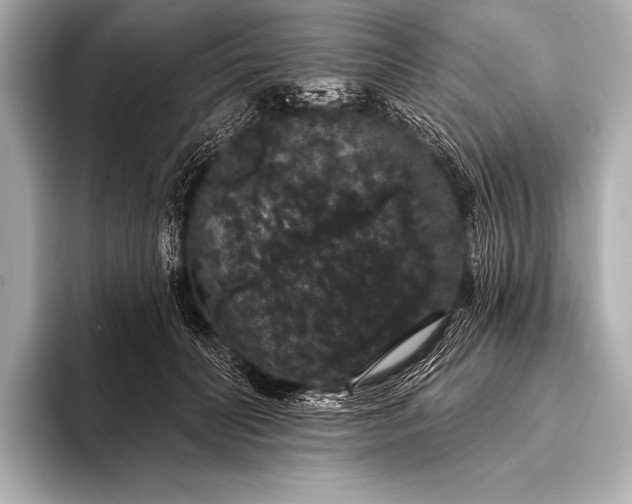 X0000093400606200710260919