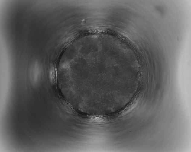 X0000093400624200710260918